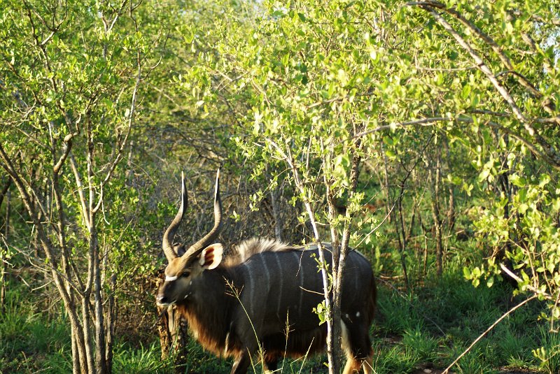AMO (297).JPG - Nyala